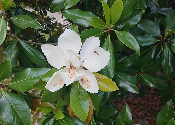 Corte Livia & Breakfast فندق مبيت وإفطار 4*